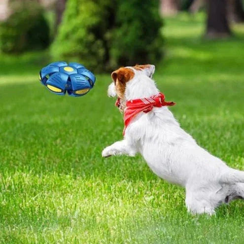 Hundespielzeug Frisbee & Ball | 2-in-1 Apportierspiel für Hunde