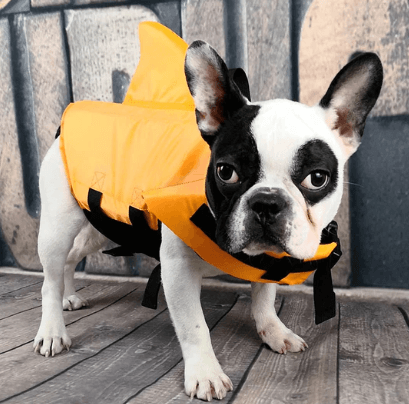 Schwimmweste für Hunde - Sicher & Komfortabel