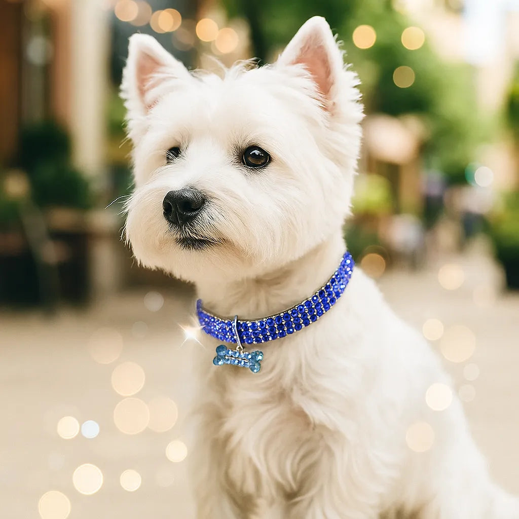Glitzerndes Hundehalsband mit Anhänger – Elegantes Halsband für kleine & mittelgroße Hunde
