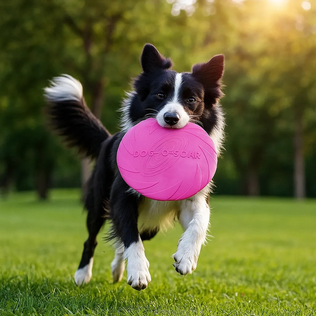 Hundefrisbee Gummi - Für Apportierspiel