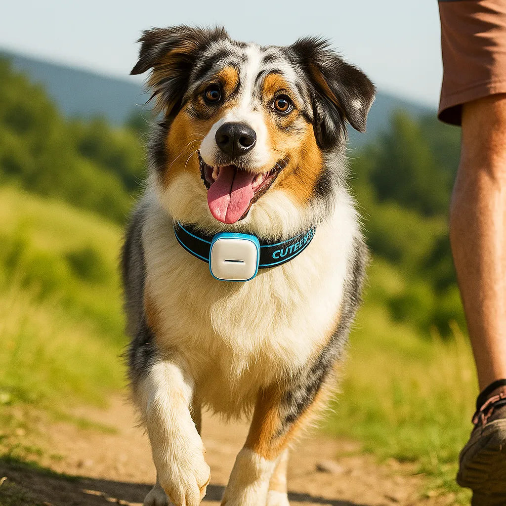 GPS-Tracker für Hunde | Echtzeit-Ortung mit Alarmfunktion