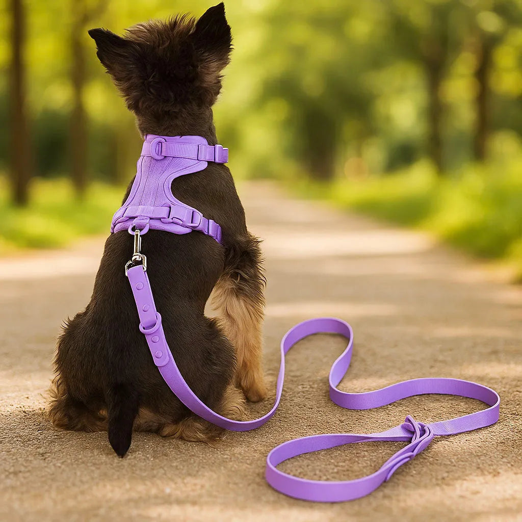 Hundegeschirr ohne Ziehen | Atmungsaktiv & verstellbar