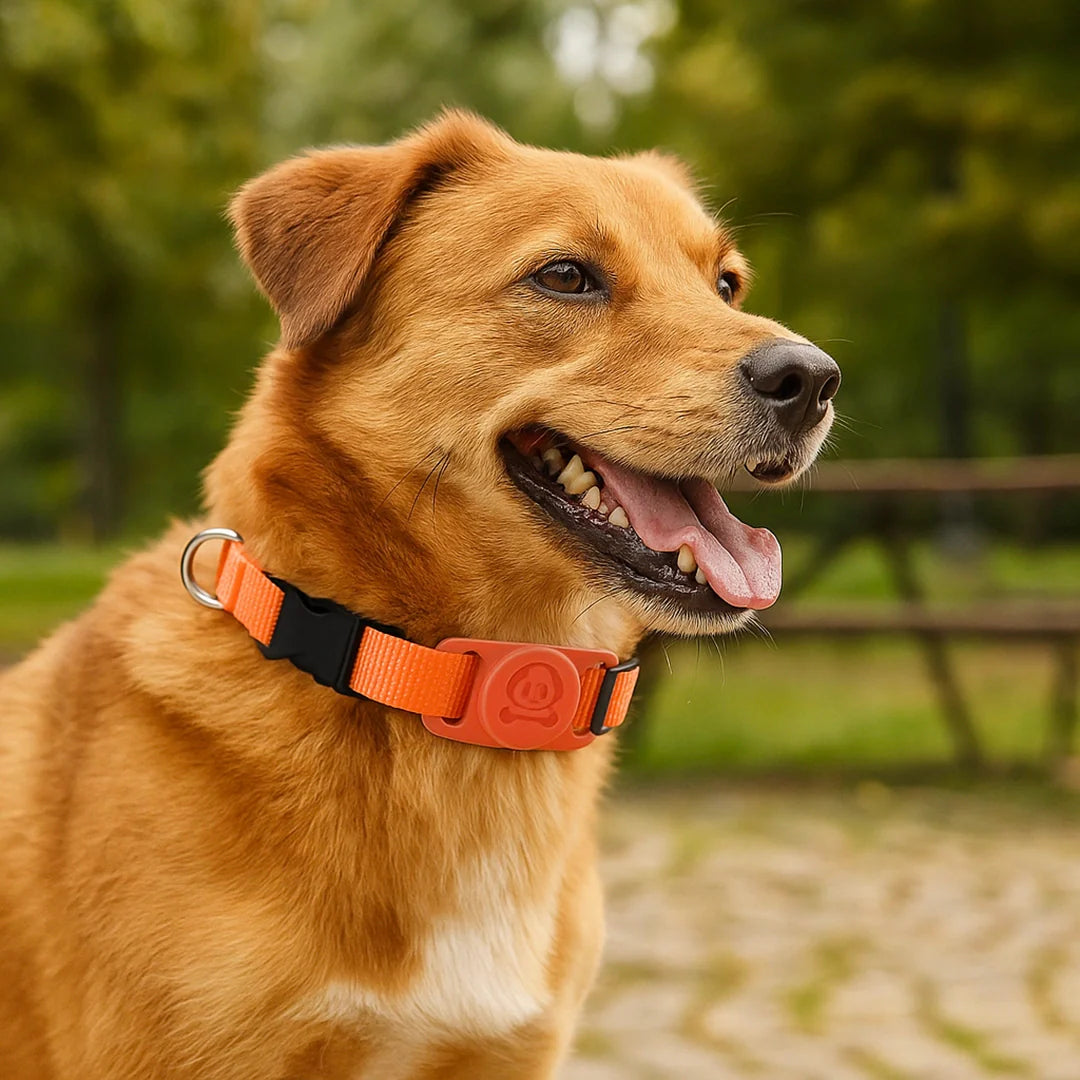 Hundehalsband mit AirTag Halterung | Wasserdicht & sicher für draußen