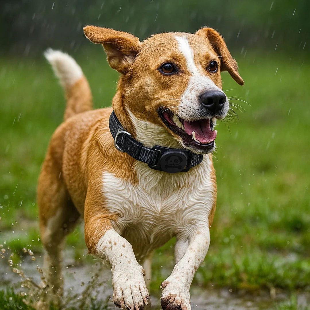 Hundehalsband mit AirTag Halterung | Wasserdicht & sicher für draußen