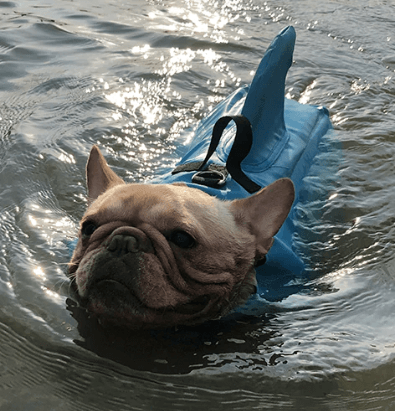 Schwimmweste für Hunde - Sicher & Komfortabel