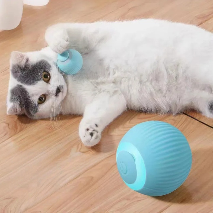 Zelara - Halte deine Katze im Haus glücklich und gesund