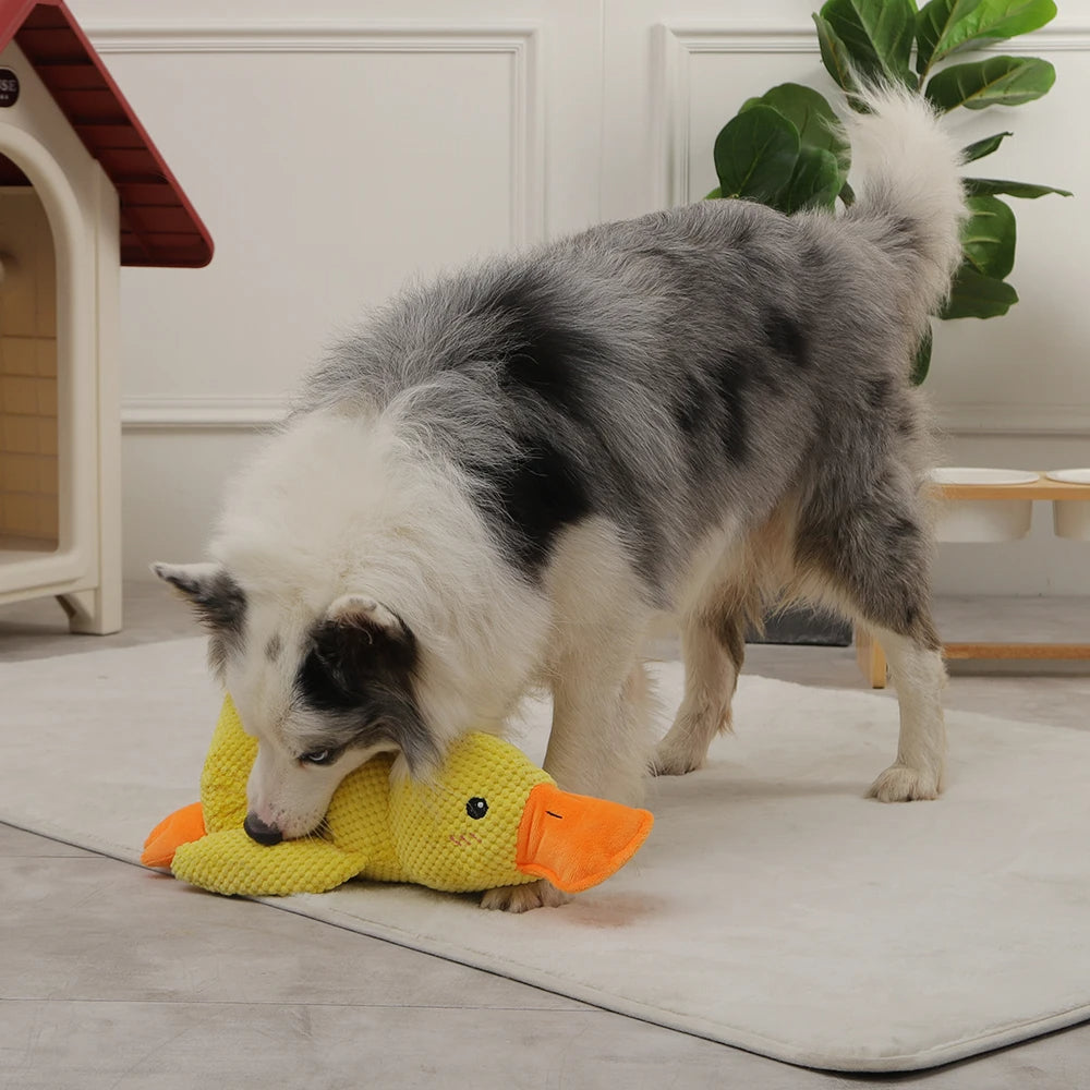 CuddleQuack️ - Schenke deinem Haustier einen lebenslangen Freund