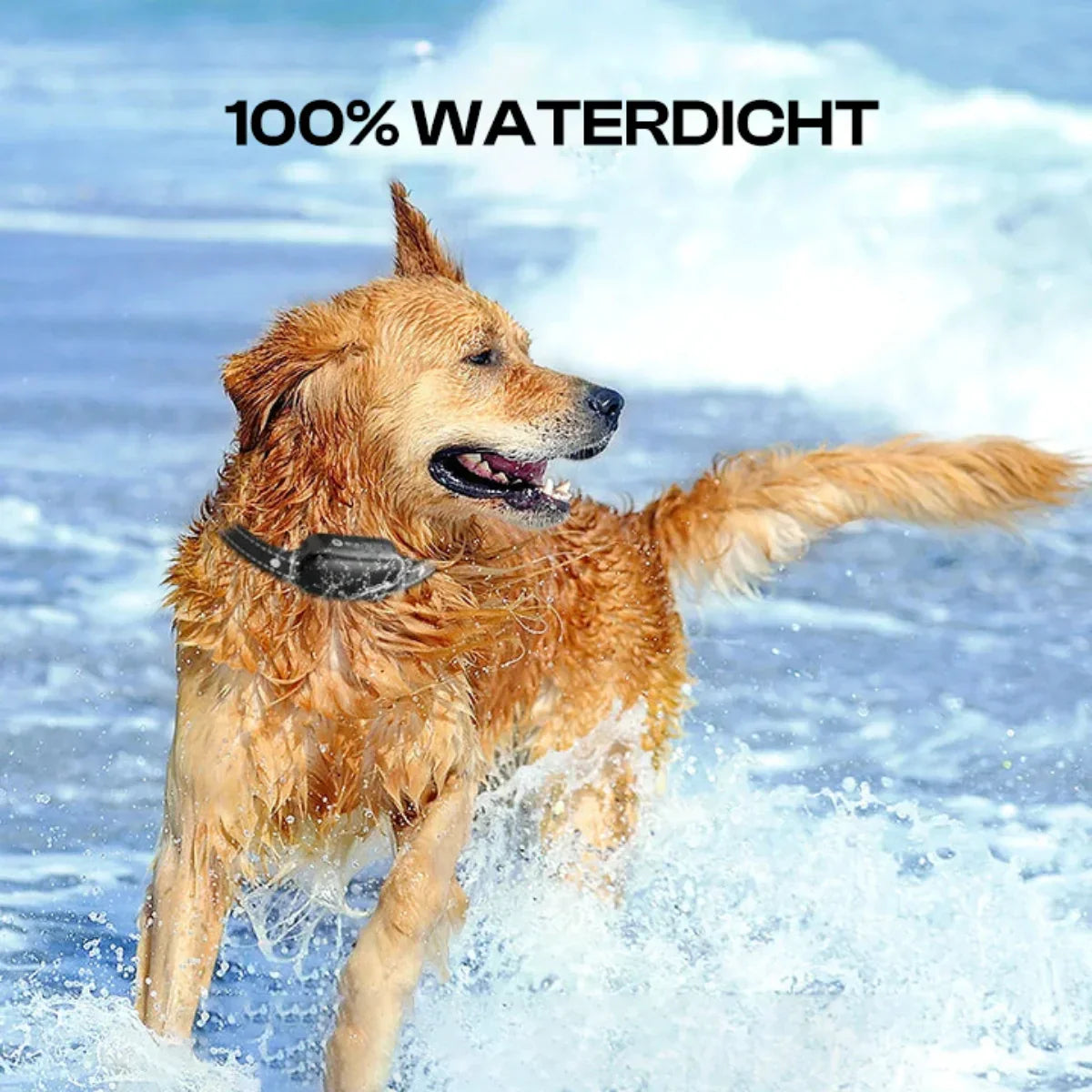 Elektrisches Hundetraining Halsband mit Fernbedienung, Wasserdicht, 16 Einstellbare Schlagstärken, 1000m Reichweite, Piepton & Vibrationsmodi