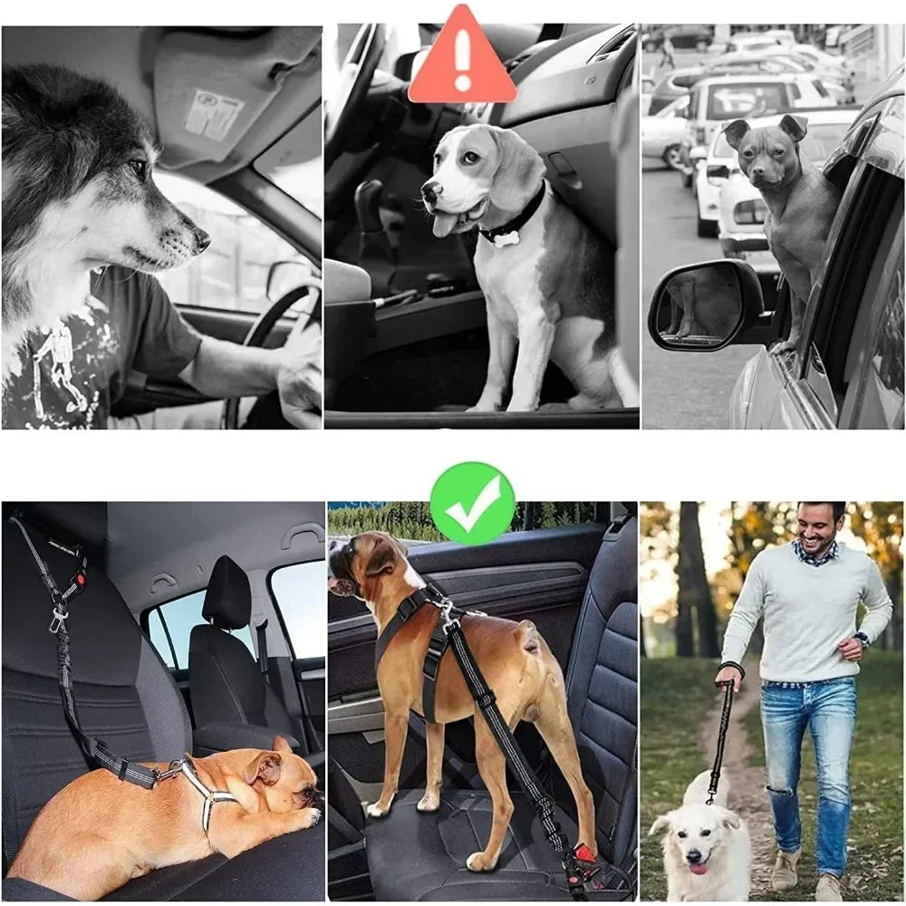 Zelara - Sorgt für die Sicherheit deines Hundes bei allen Autofahrten