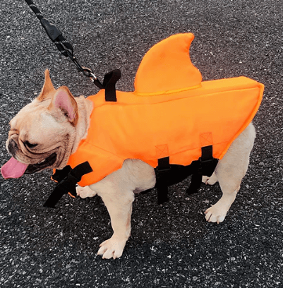 Schwimmweste für Hunde - Sicher & Komfortabel