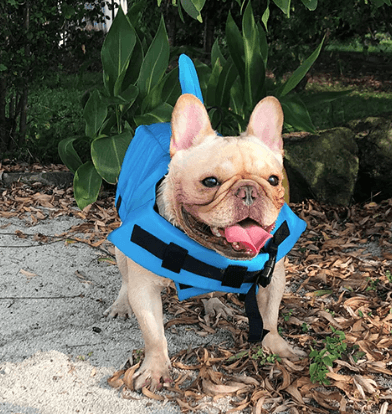 Schwimmweste für Hunde - Sicher & Komfortabel