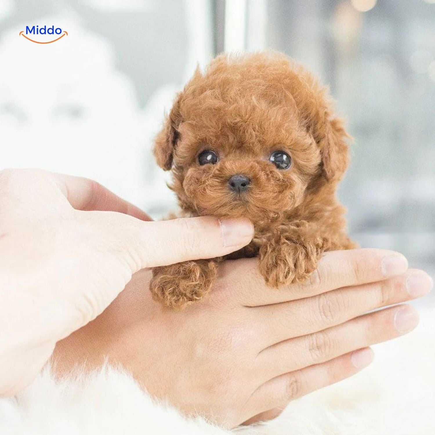 Zelara Plush | Realistisch, Weich, Perfekt Für Kinder & Sammler!