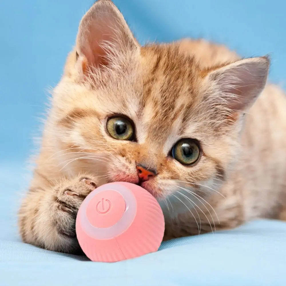 Zelara - Halte deine Katze im Haus glücklich und gesund