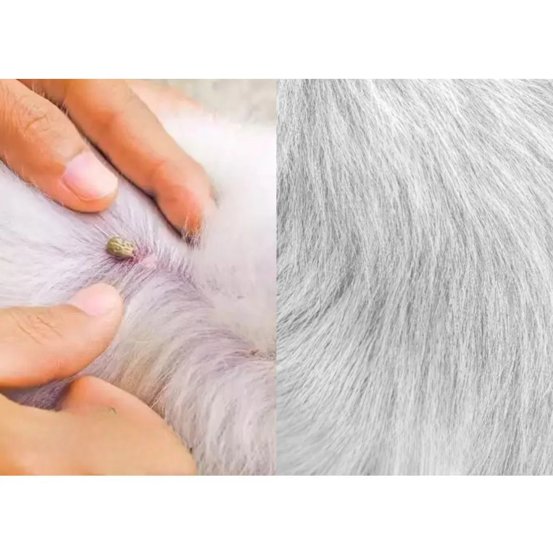 Floh- & Zeckenhalsband für Hunde | Schutz vor Parasitenbefall