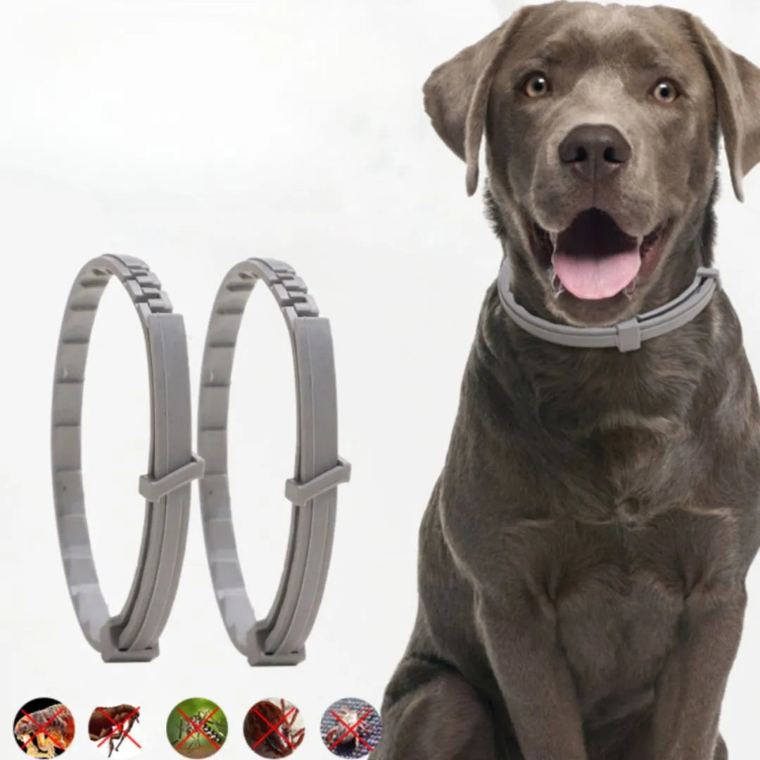 Floh- & Zeckenhalsband für Hunde | Schutz vor Parasitenbefall