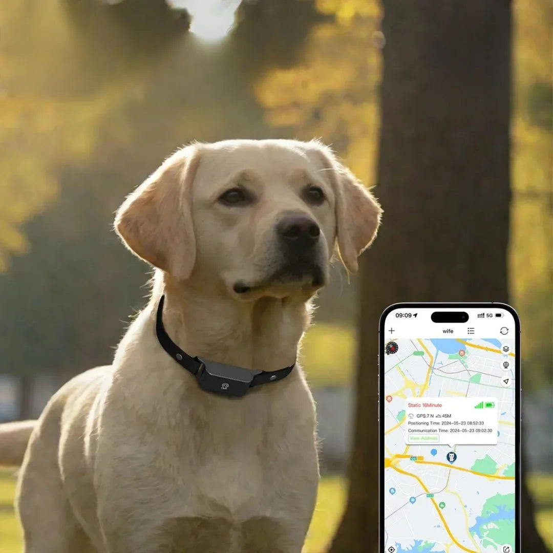 GPS-Tracker mit 4G & App | Ortung für Hunde & Katzen