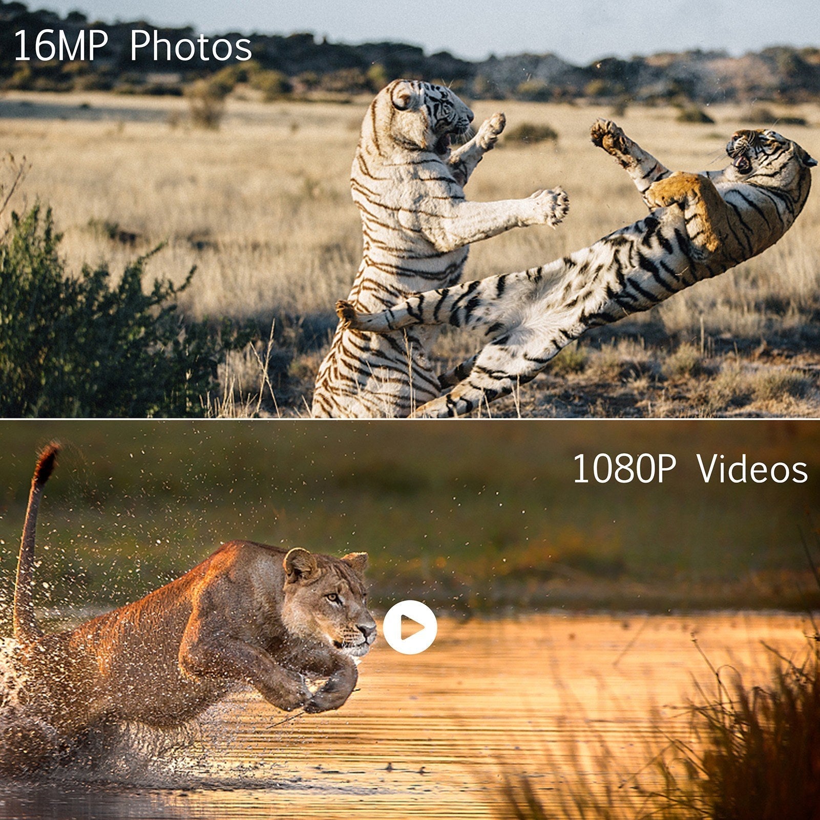16MP 1080P Mini Trail Kamera für Jagd & Outdoor Tierbeobachtung