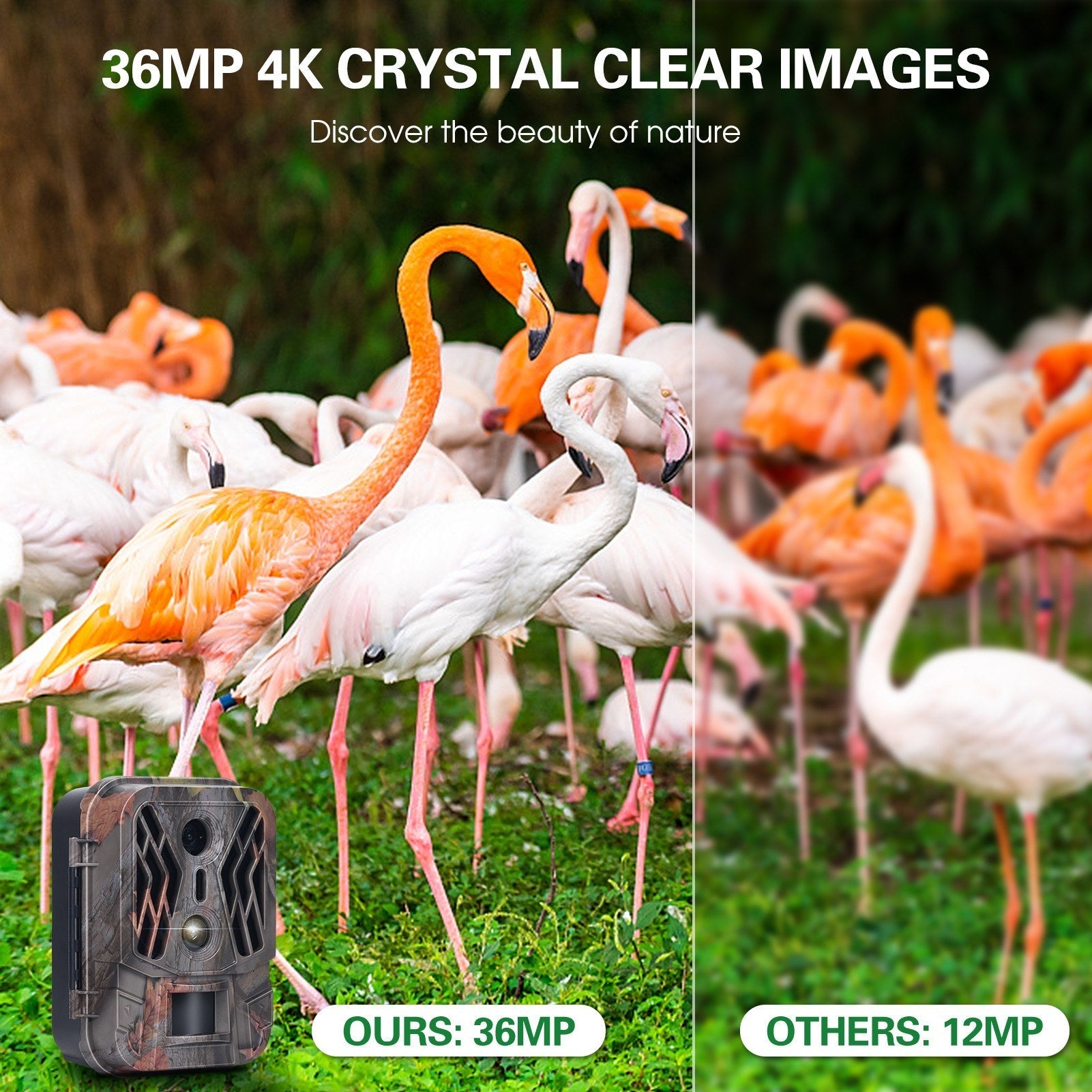 4K 36MP Dual-Lens-Wildkamera mit 2,4 TFT-Bildschirm, bewegungsaktiviert, keine Glühen Nachtsicht, für Wildtiere und Farm-Sicherheit