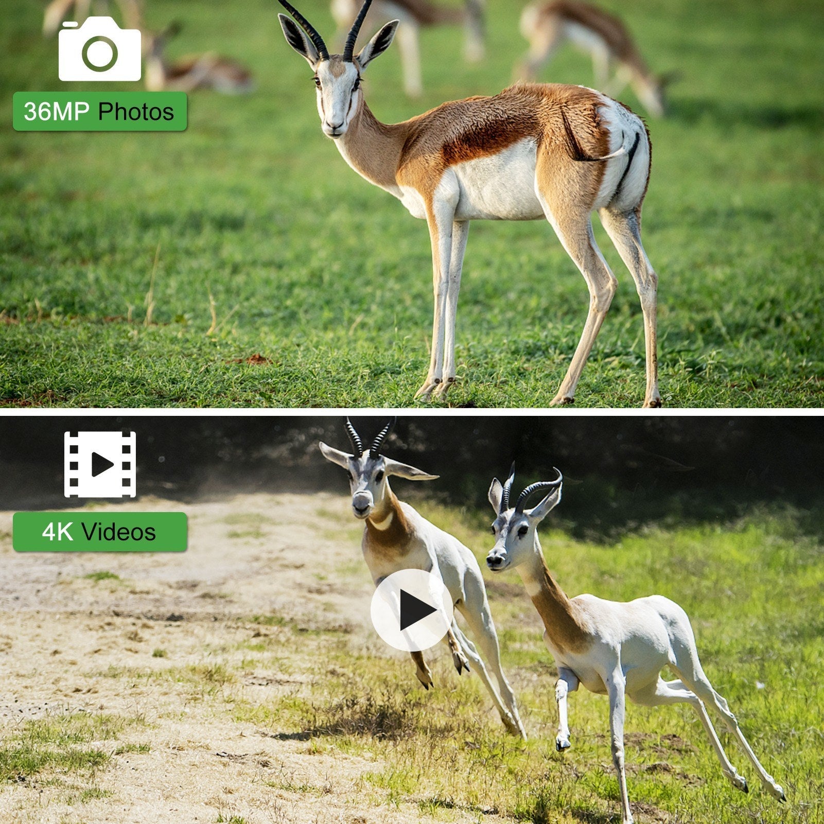 4K 36MP Dual-Lens-Wildkamera mit 2,4 TFT-Bildschirm, bewegungsaktiviert, keine Glühen Nachtsicht, für Wildtiere und Farm-Sicherheit