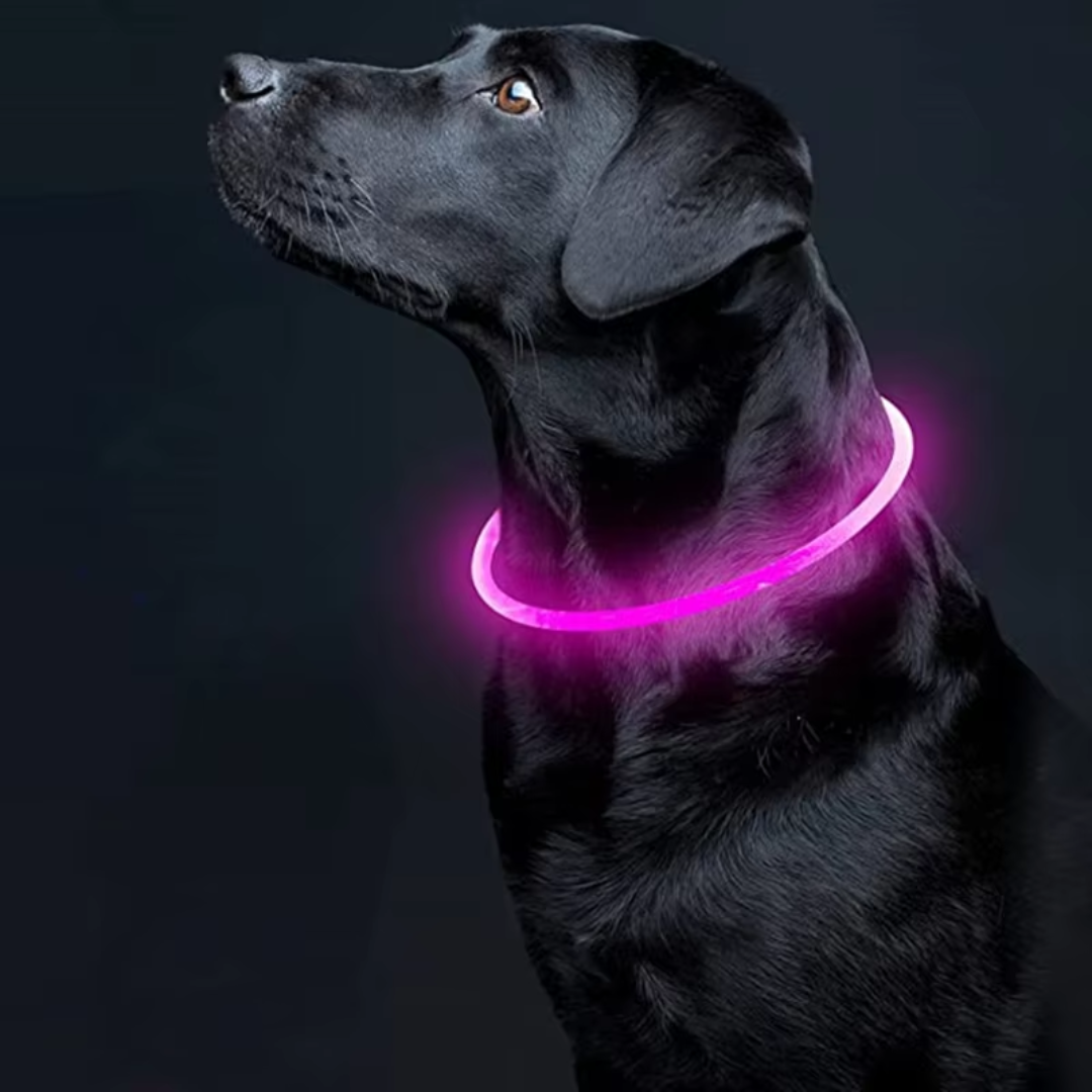 LED-Hundehalsband – Sicherheit & Komfort | USB-Licht