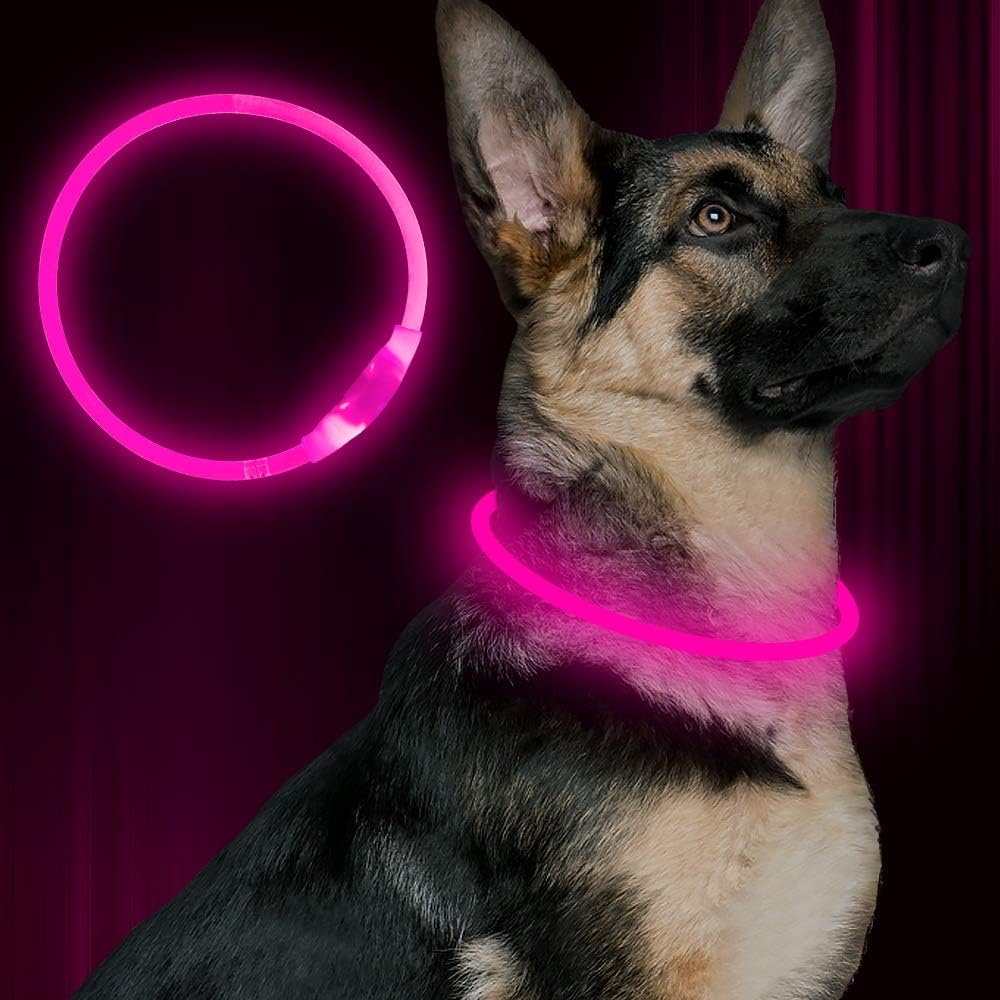 LED-Hundehalsband – Sicherheit & Komfort | USB-Licht