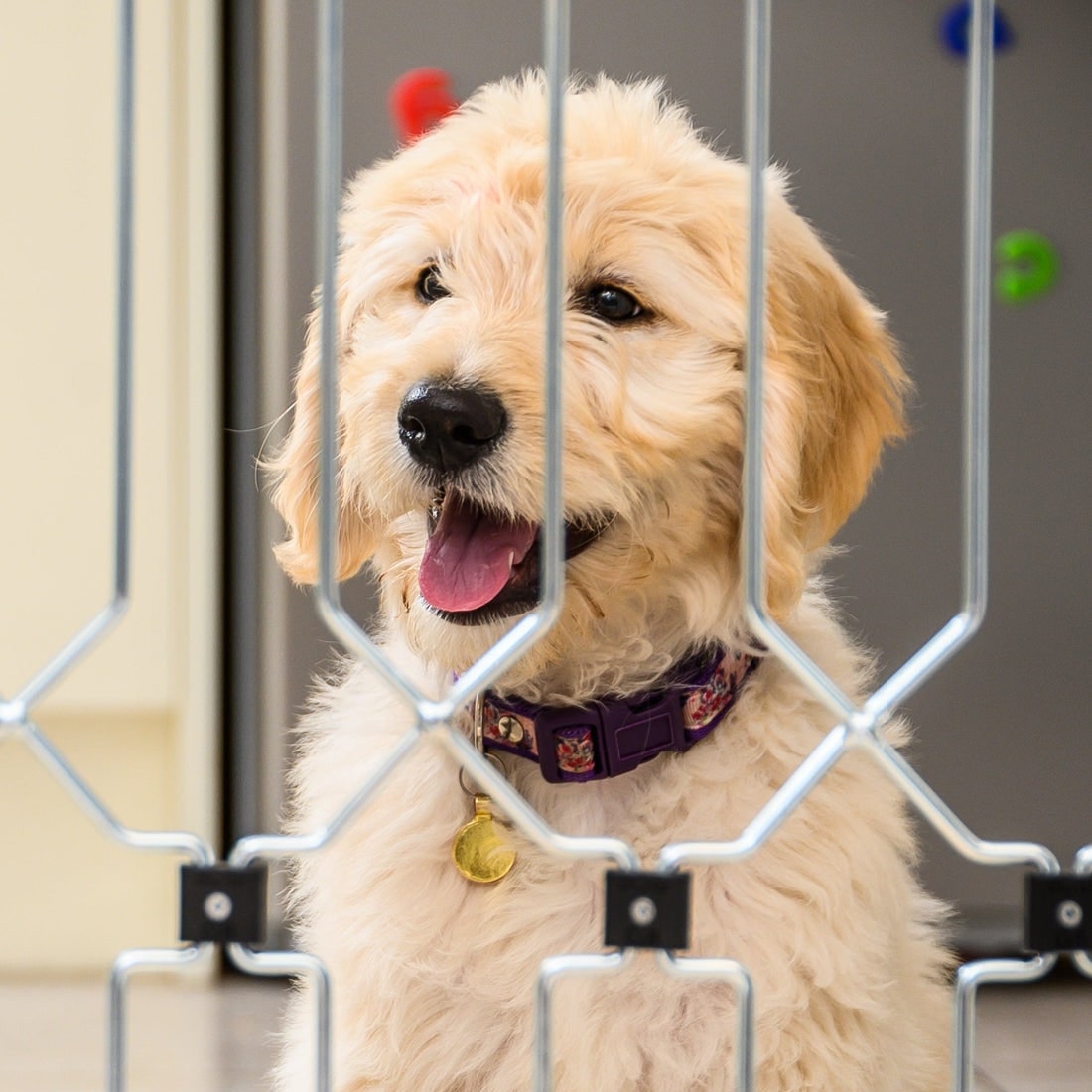 Hundegitter für Wohnung | Hundeschutzgitter Tür | Für Große & Kleine Hunde | TierTor