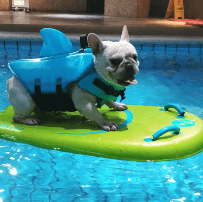 Schwimmweste für Hunde - Sicher & Komfortabel