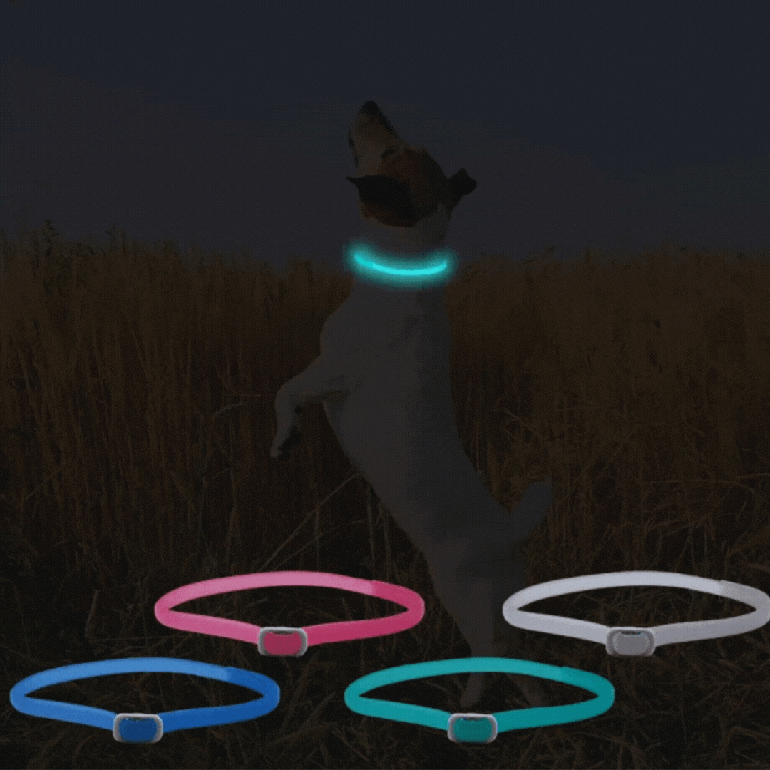 Leuchtendes Floh- und Zeckenhalsband - katzen & Kleine Hunde | 8 Monate Schutz