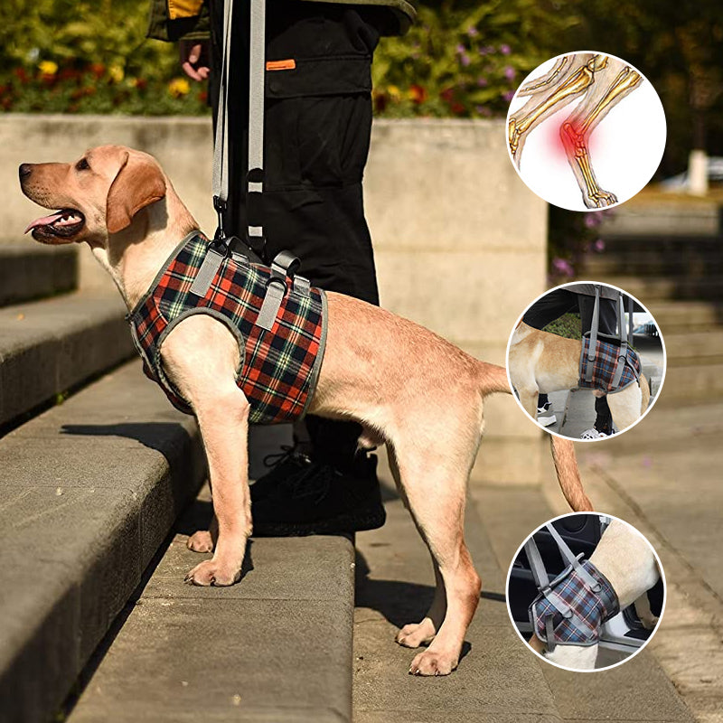 Orthopädischer Hundegurt - Unterstützung & Stabilität