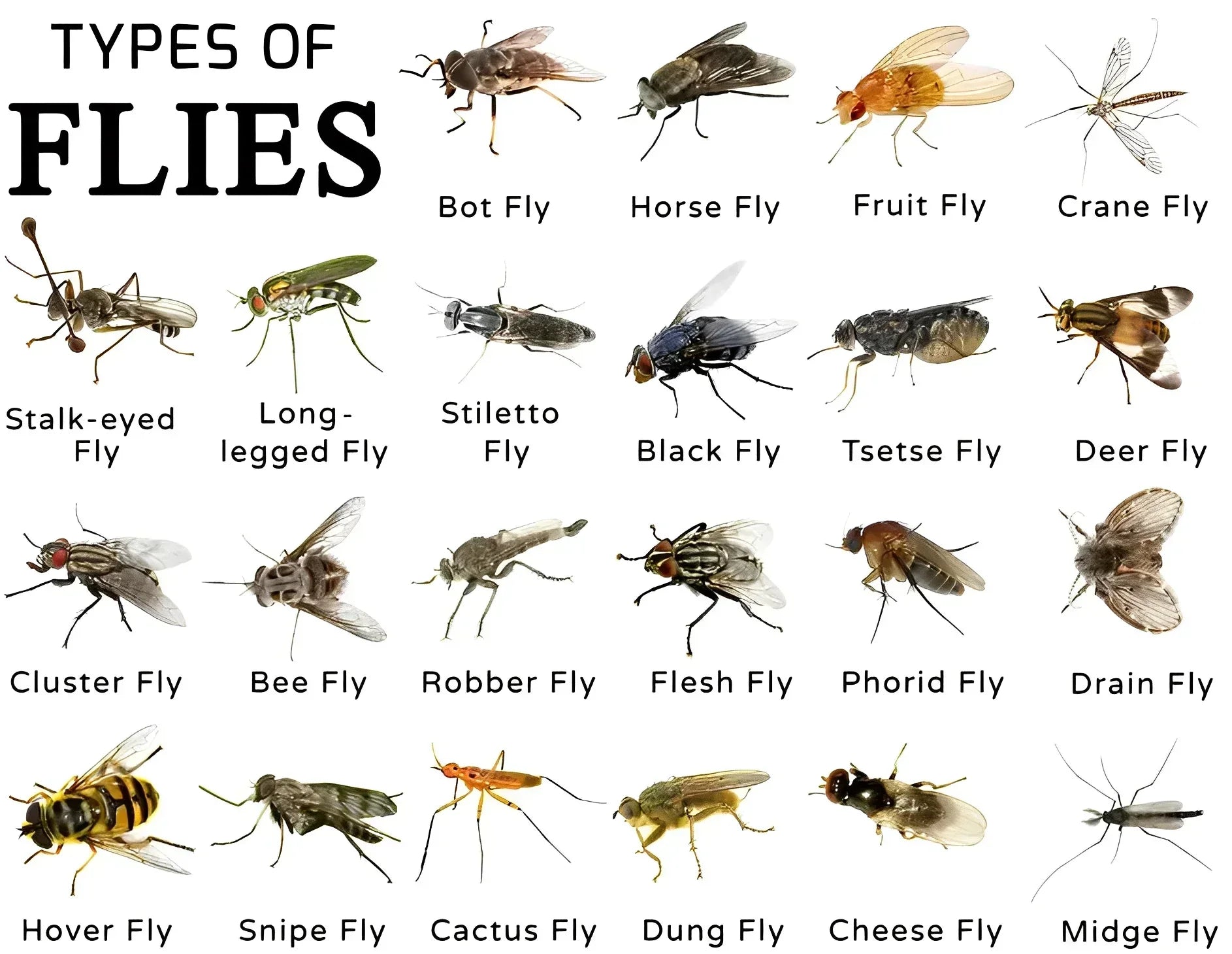 Wiederverwendbare Fliegenfalle für den Außenbereich – Umweltfreundlich, geruchslos & chemiefrei