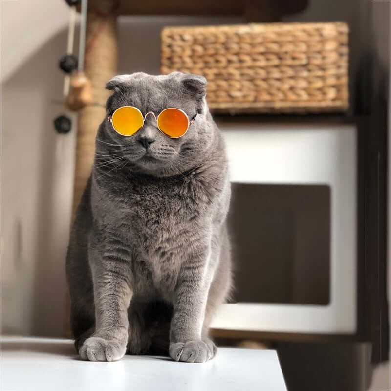 Trendige Katzenbrille für Haustiere - KittyShades