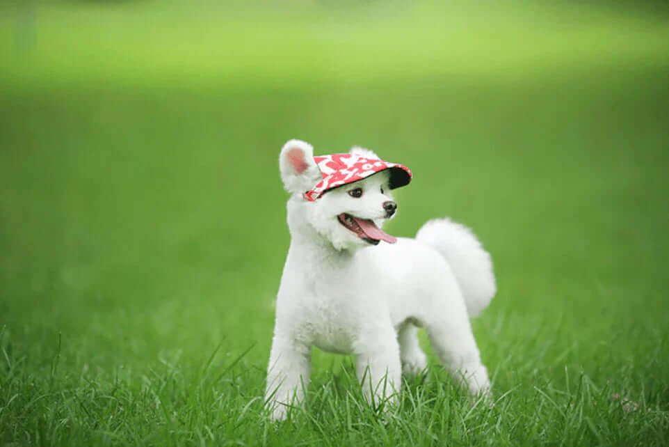 Hunde-Cap mit Ohrenlöchern &amp; Kinnriemen