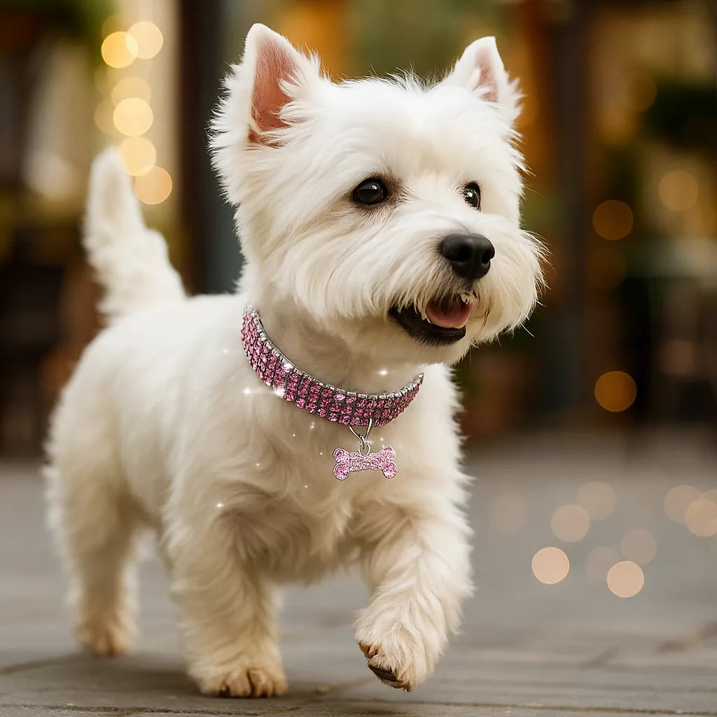 Glitzerndes Hundehalsband mit Anhänger – Elegantes Halsband für kleine &amp; mittelgroße Hunde