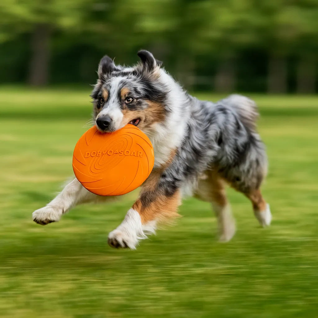 Hundefrisbee Gummi - Für Apportierspiel