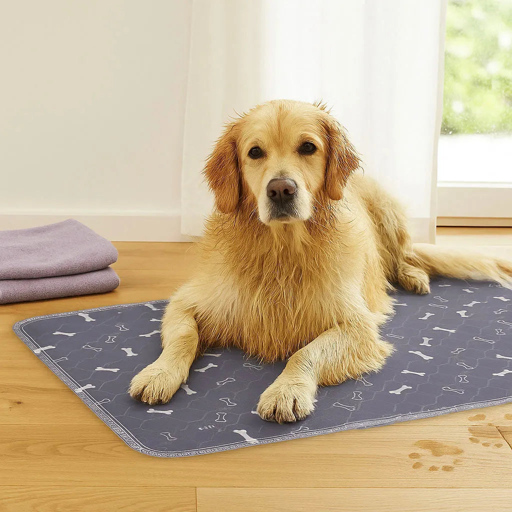 Saugmatte für Hunde | Waschbar &amp; saugstark