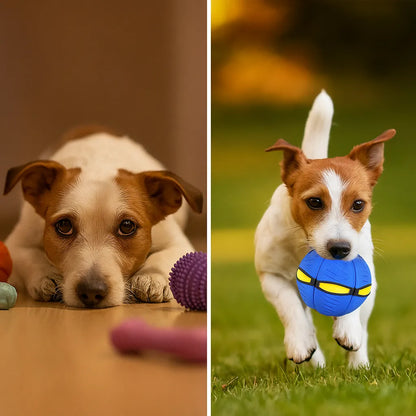 Hundespielzeug Frisbee &amp; Ball | 2-in-1 Apportierspiel für Hunde