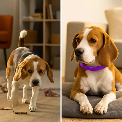 Beruhigungshalsband Hund &amp; Katze – Anti-Stress mit Lavendel &amp; Kamille