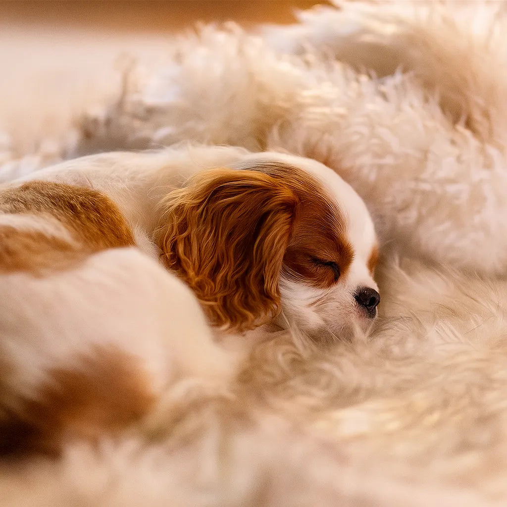 Plüsch Hundedecke &amp; Katzenmatte – Weich, warm &amp; rutschfest für Sofa, Bett &amp; Boden