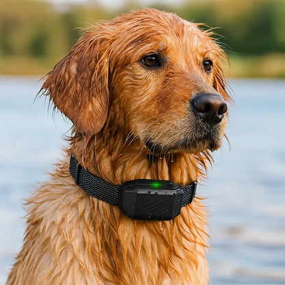 Hundetrainingshalsband | Ton, Vibration &amp; Impuls | 800m