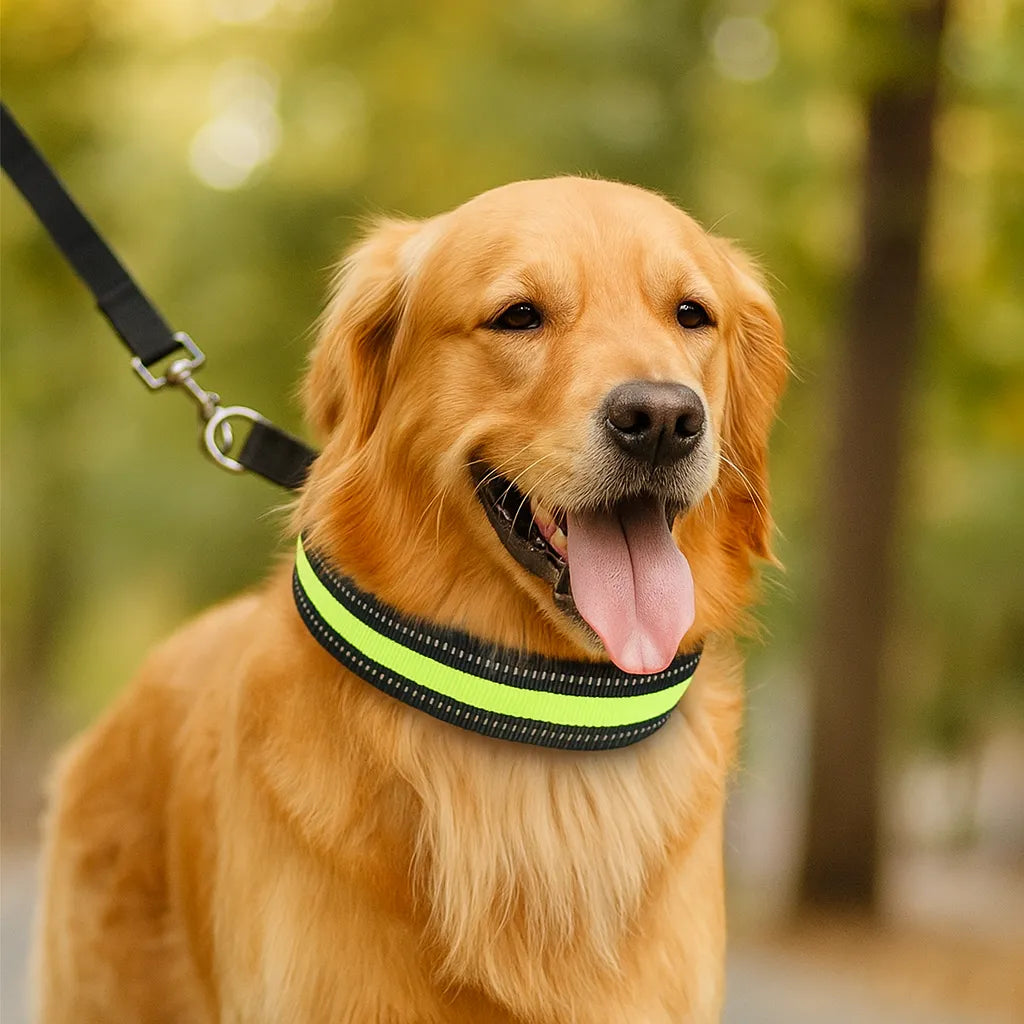 Anti-Zug Hundehalsband | Sanfte Kontrolle &amp; Training