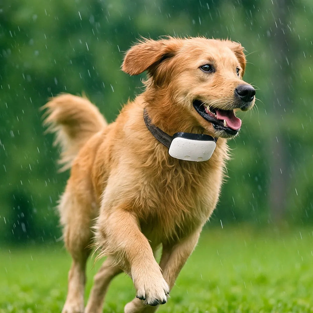 Antibellhalsband Hund | Vibration &amp; Ton | Wasserdicht mit Akku