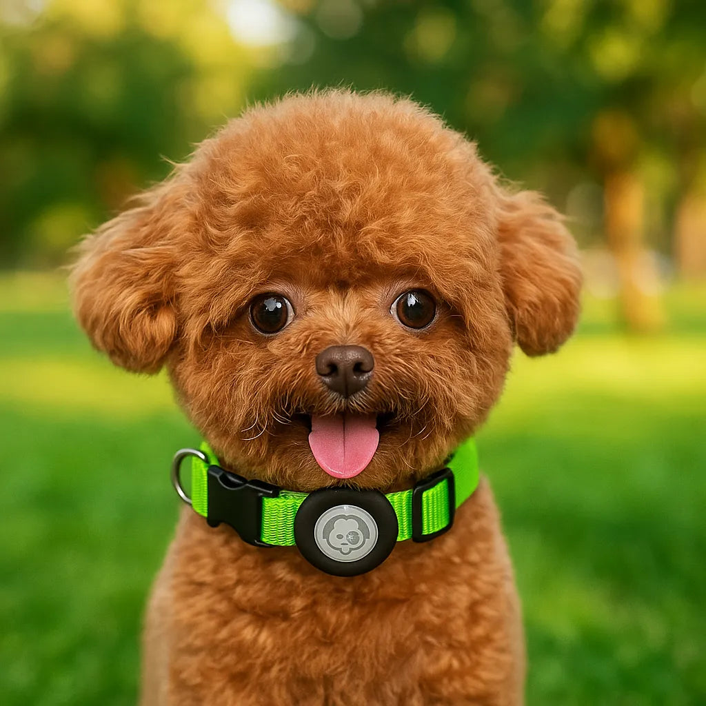 Robustes Hundehalsband | AirTag Halsband aus Nylon &amp; verstellbar