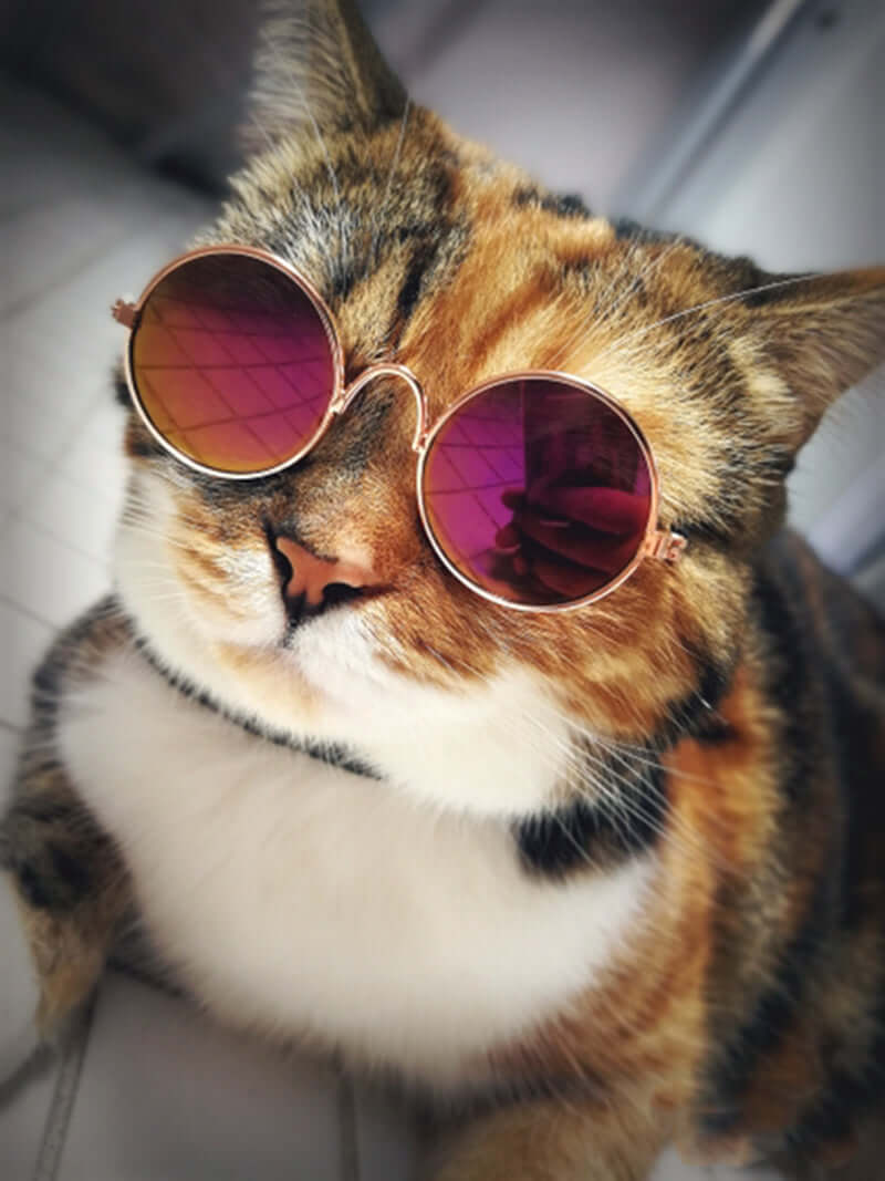 Trendige Katzenbrille für Haustiere - KittyShades