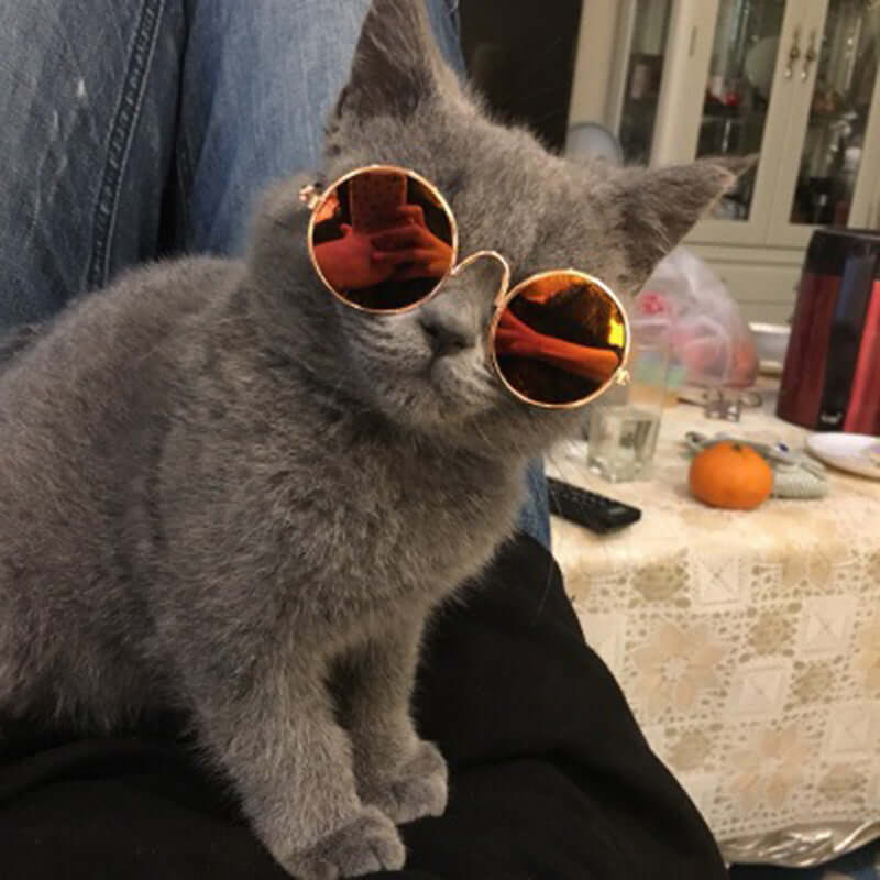 Trendige Katzenbrille für Haustiere - KittyShades
