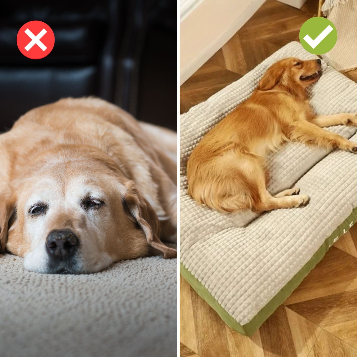 Zelara – Schmerzfreie, erholsame Nachtruhe für deinen geliebten Hund