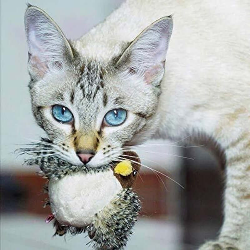 Interaktives Katzenspielzeug Vogel mit Geräuschen