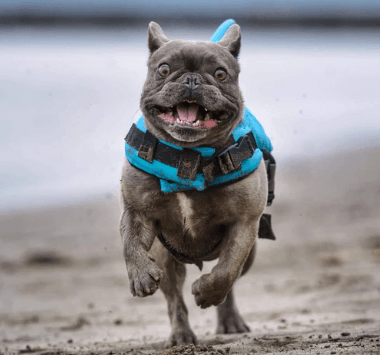 Schwimmweste für Hunde - Sicher &amp; Komfortabel