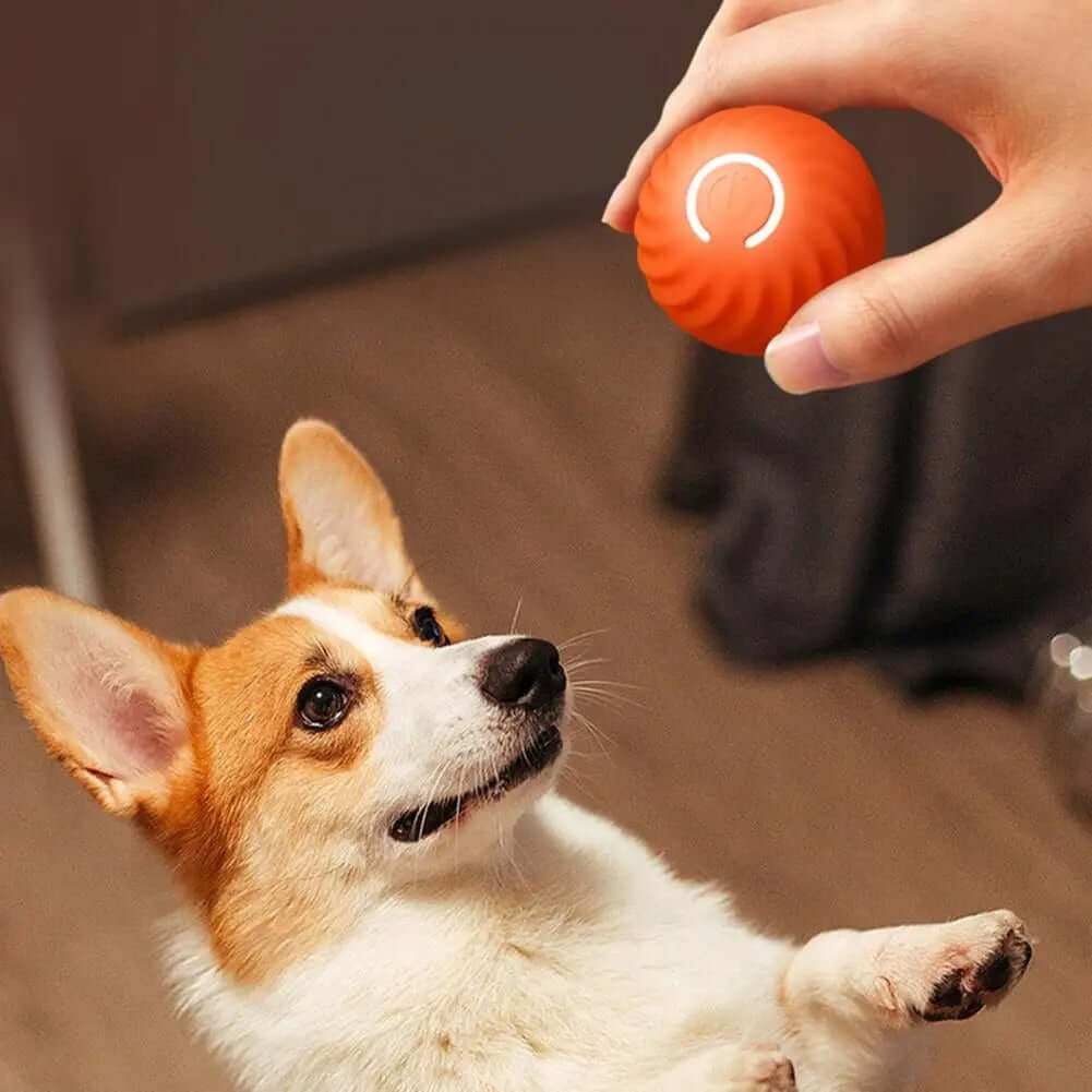 Interaktives Rollendes Hundespielzeug