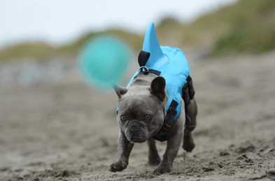 Schwimmweste für Hunde - Sicher &amp; Komfortabel