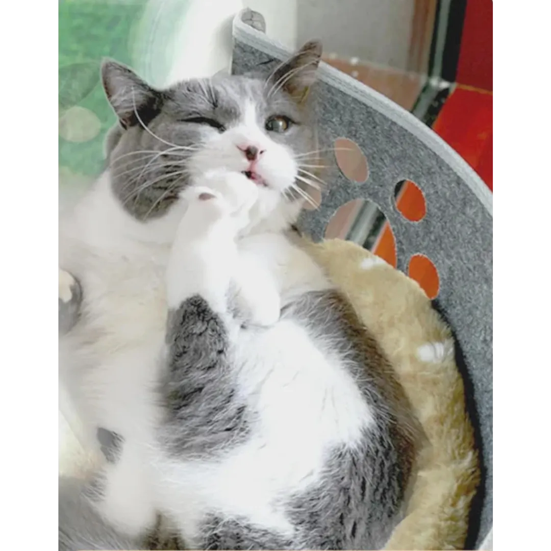 Fenster Hängematte für Katzen | Stabil &amp; platzsparend